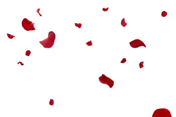 Graceful fall of red rose petals: distinct crimson fragments float and tumble across a bright white...