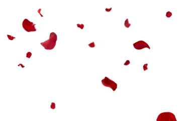 Graceful fall of red rose petals: distinct crimson fragments float and tumble across a bright white sky, creating a lively yet elegant romantic cascade ideal for celebrations, invitations, and floral 