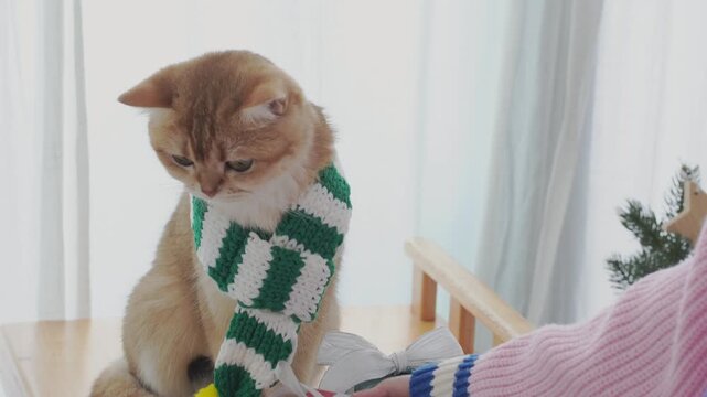winter holiday and cat concept with british cat wear silk scarf and play with pine and christmas tree decorate and gift box background