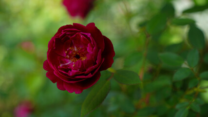 Deep Red Rose Blooming in Soft Morning Light