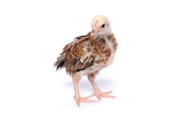 A young native chicken (KUB) stands alone against a white background