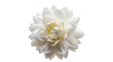 Elegant White Lotus Flower Bloom Isolated On Black Background