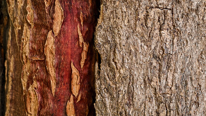 old wood texture