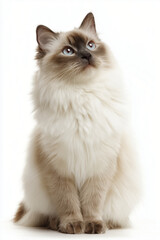 Elegant Birman Cat on White Background