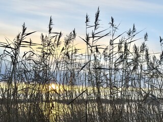Obraz premium Tall reeds by the water silhouetted against a soft sunset sky, with warm light reflecting on the lake.