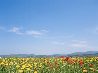Fototapeta premium 春の原風景