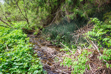 Small forest stream carving through dense spring growth, debris damming the clear water flow beneath shadowy evergreens