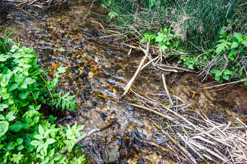 Vibrant green nettles frame a small, fast-flowing stream bed with colorful pebbles and scattered woody debris in a natural setting