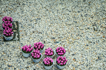 Anacampseros rufescens is pink flowers in a white-potted, small succulent plant blooming on white gravel background. Ornamental plants for decorating in the park. 