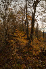 Fototapeta premium 美しい紅葉の森を歩く