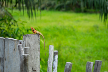 A lizard is resting on a piece of wood with a green grassy field background.