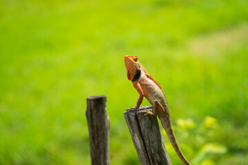 A lizard is resting on a piece of wood with a green grassy field background.