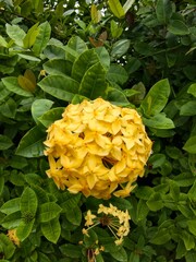 Bright yellow ixora flowers in natural light, showcasing fresh petals, vibrant colour, and tropical garden details.