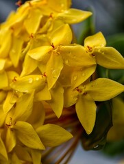 Bright yellow ixora flowers in natural light, showcasing fresh petals, vibrant colour, and tropical garden details.