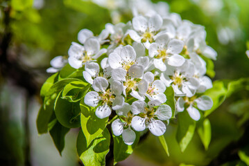 Flowering branch of pear in the garden in spring
