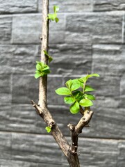 Closeup image of a woody, dormant Crape Myrtle stem with clusters of vibrant, new, light green leaves sprouting from the nodes, selective focus.