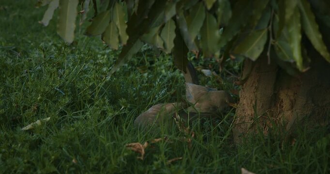 Jungle babbler looking feed in grass. Argya striata is a member of the family Leiothrichidae found in the Indian subcontinent. Jungle babblers are gregarious birds that forage in small groups of six