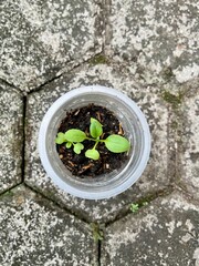 Young plant seedling growing in dark soil within a clear disposable plastic cup, placed on a texture grey concrete paver surface.