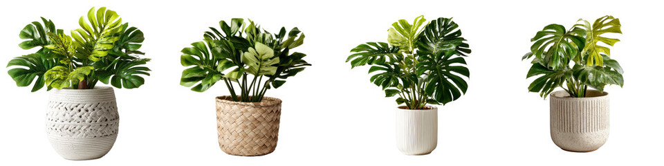 Tropical monstera plants in decorative pots create vibrant and lush atmosphere, perfect for any indoor space
