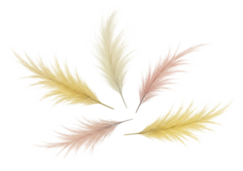 Pampas grass feathers arrangement transparent background cutout png