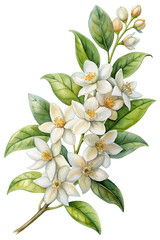Watercolor white orange blossoms, green leaves, floral artwork isolated on transparent background