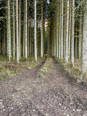 Spruce forest with a dirt road in the woodland