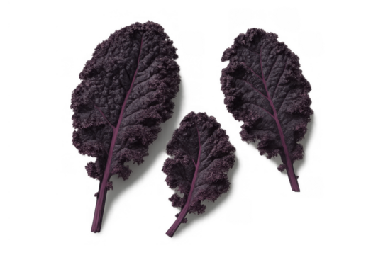 Fresh purple kale leaves providing healthy nutrition, raw organic superfood ingredient for vegan diet meal, transparent background