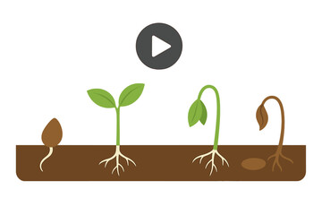 Seed germination and plant life cycle progression from growth to eventual decay