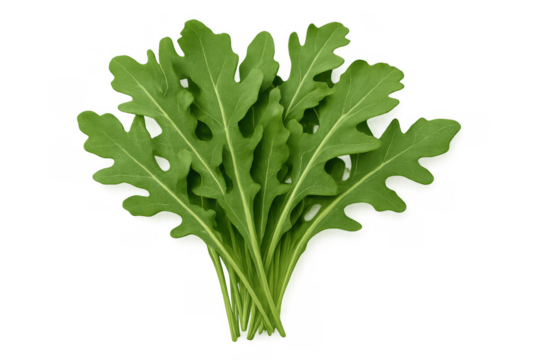 Bundle of fresh arugula leaves, also known as rocket or rucola, offering healthy, organic, and nutritious food