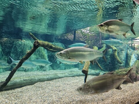 Atlantic tarpon fish in aquarium.