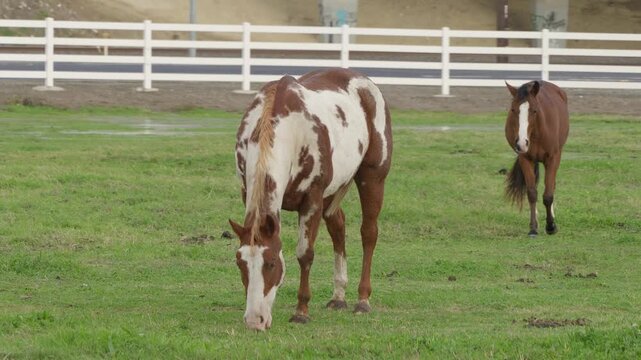 The natural calm of Modesto&rsquo;s ranchlands shines as horses graze within a fenced pasture, moving slowly through patches of tall grass with the Sierra foothills faintly visible in the distance.