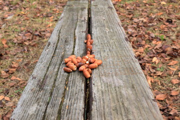 木のベンチに並べられたドングリ