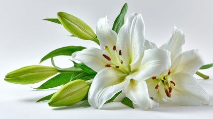 Fototapeta premium Elegant white lilies