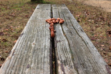 木のベンチに並べられたドングリ