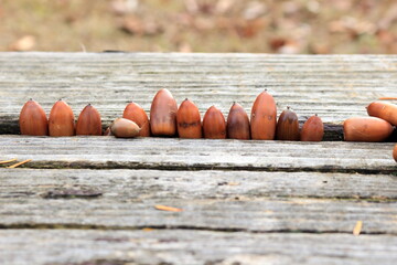 木のベンチに並べられたドングリ