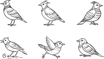 Different poses of crested birds blank line art vector