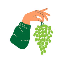 Minimalistic flat vector illustration of a human hand in a green sweater holding a bunch of fresh green grapes. Isolated on a white background.