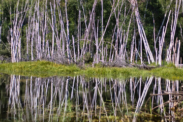 Lake in Fairbanks