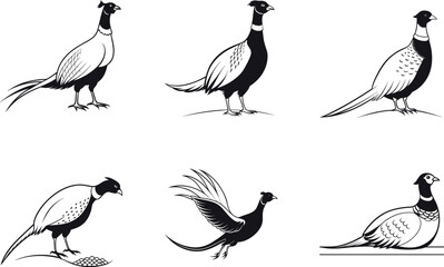 Different poses of pheasants blank silhouette art set vector