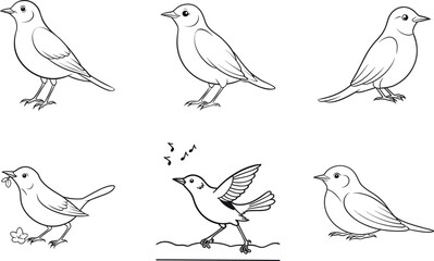 Different poses of songbirds blank line art set vector