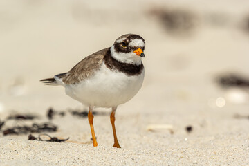 Ringed plover on a sandy beach on Isles of Scilly (in breeding plumage]