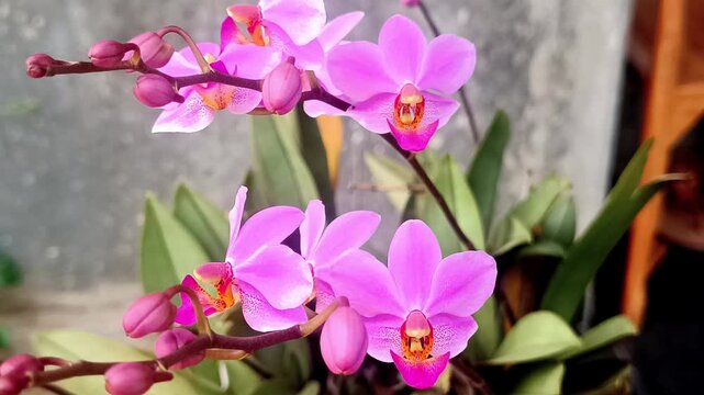 4K Footage Delicate Pink Orchid Blooms Unveiling Their Beauty in Natural Light, A Captivating Display of Floral Splendor and Graceful Form