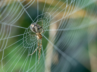 Autumn Spider or Lesser Garden Spider sitting in wet web in the Morning. High quality photo