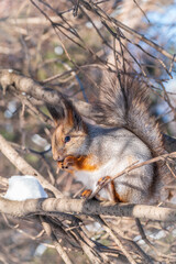 The squirrel with nut sits on tree in the winter or late autumn