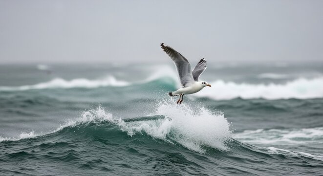 White and grey seagull flying low with wings spread wide, gliding over a turbulent green sea wave with splashing water on an overcast day