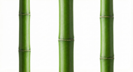 Fototapeta premium Three green bamboo stems isolated on white background