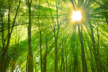 緑の森　太陽光