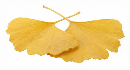 Naklejka premium Yellow autumn ginkgo biloba leaves isolated on white background