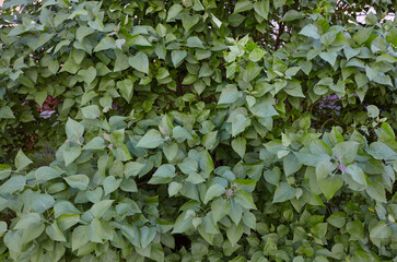 Beautiful green lilac leaves on branch. Fresh spring background on nature outdoors