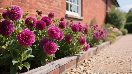 Fototapeta premium Dahlias bloom in a brick flowerbed near house
